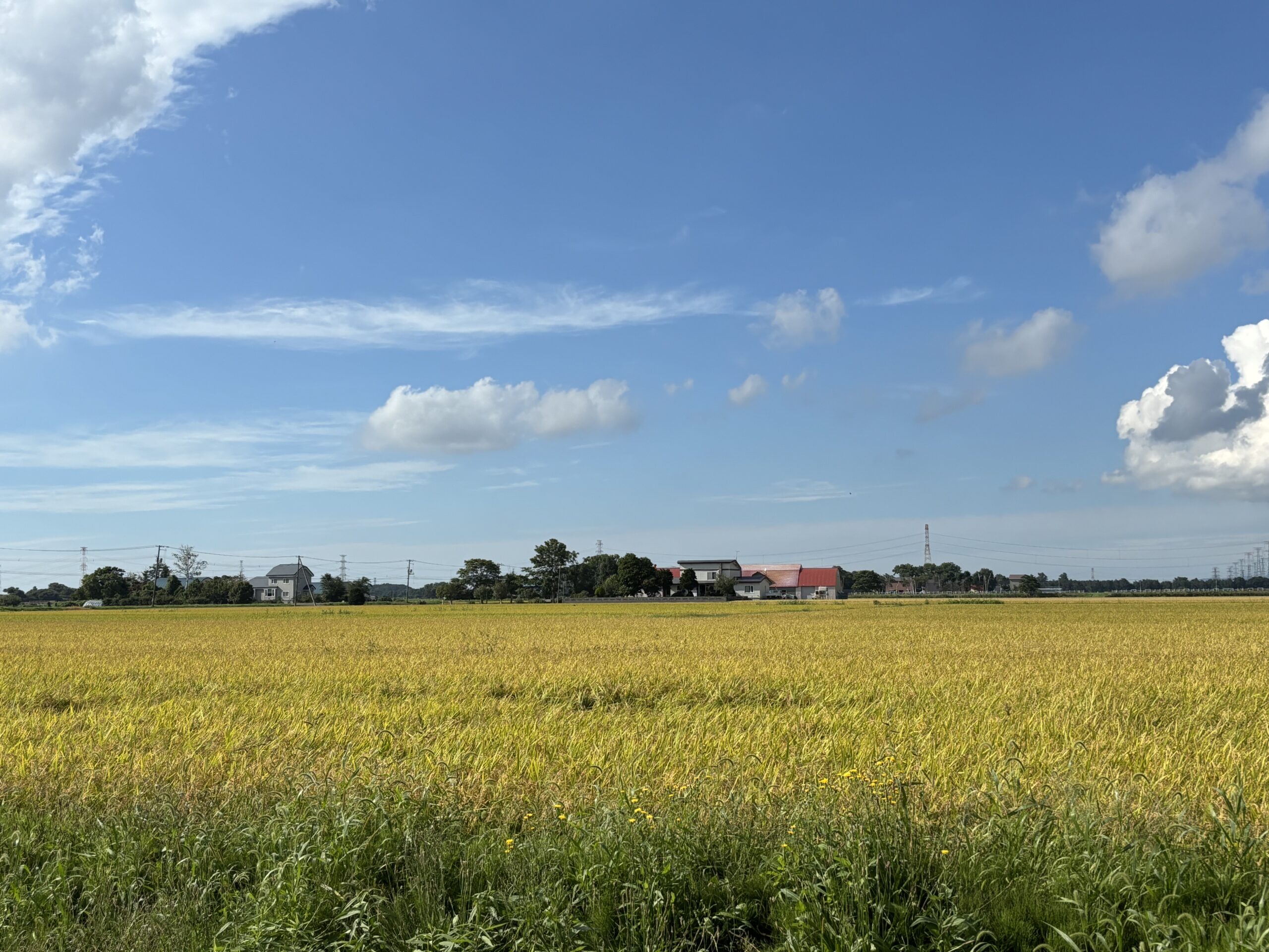 wheat field