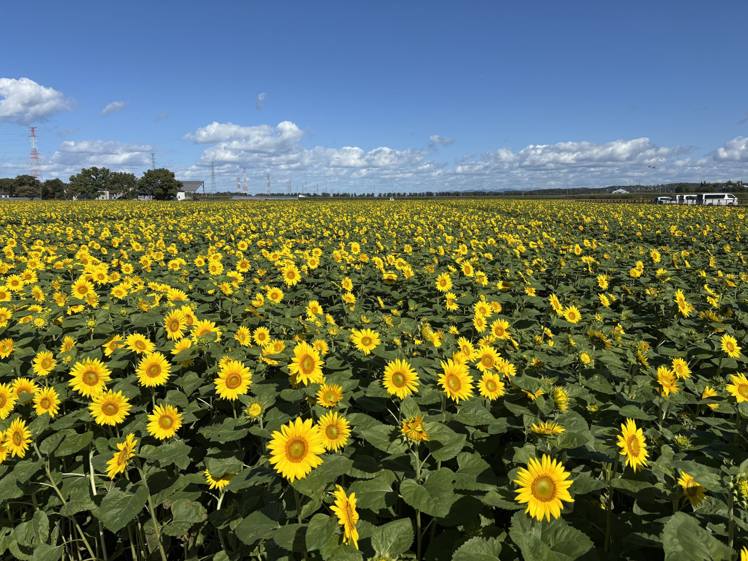 sunflower